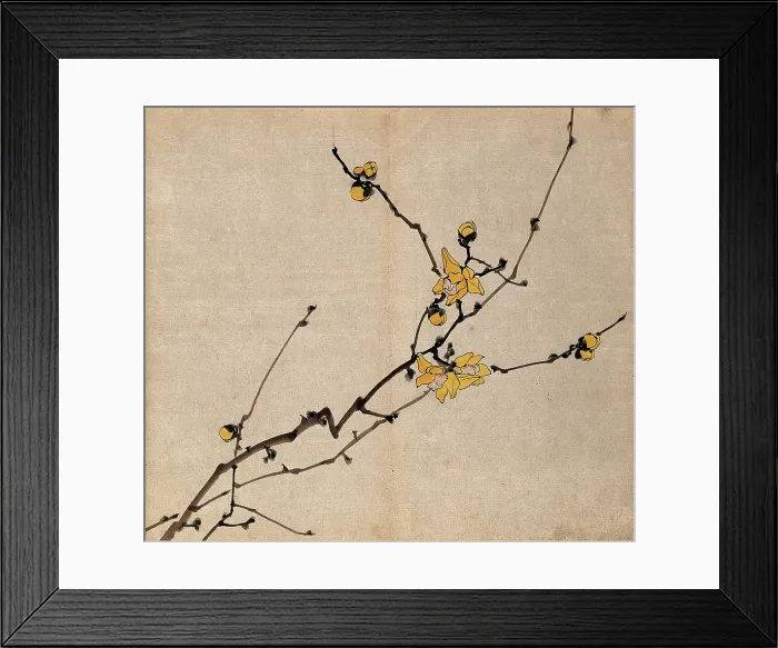 Framed Print : A flowering shrub: branch with yellow flowers on old wood. Creator: Unknown Framed Print : A flowering shrub: branch with yellow flowers on old wood. Creator: Unknown