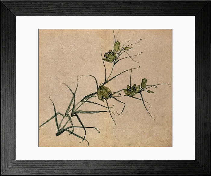 Framed Print : A plant, possibly a fritillary (Fritillaria species): flowering stem. Creator: Unknown Framed Print : A plant, possibly a fritillary (Fritillaria species): flowering stem. Creator: Unknown