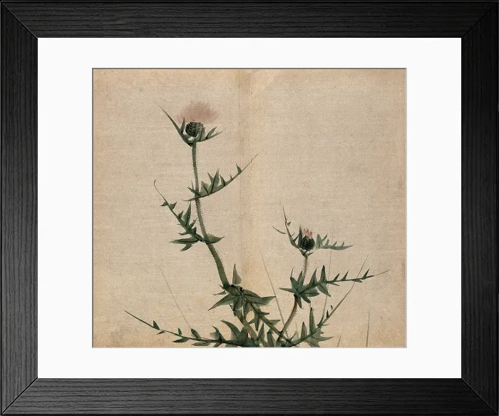 Framed Print : A thistle (Cirsium species): flowering stem. Creator: Unknown Framed Print : A thistle (Cirsium species): flowering stem. Creator: Unknown