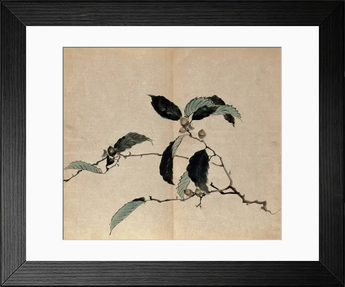 Framed Print : Japanese oak (Quercus mongolica): tree branch with acorns. Creator: Unknown Framed Print : Japanese oak (Quercus mongolica): tree branch with acorns. Creator: Unknown