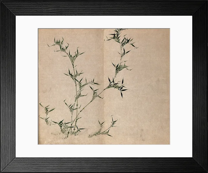 Framed Print : A bamboo plant: leafy stems, c19th century. Creator: Unknown Framed Print : A bamboo plant: leafy stems, c19th century. Creator: Unknown