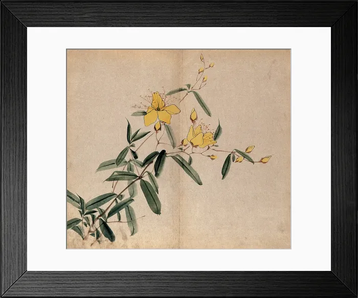 Framed Print : A plant, possibly an Hypericum species: flowering stem. Creator: Unknown Framed Print : A plant, possibly an Hypericum species: flowering stem. Creator: Unknown