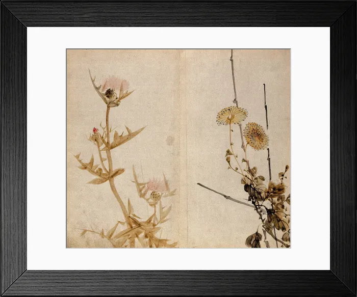 Framed Print : Two plants of the Compositae family: a flowering thistle (left) and yellow chrysanthemum (right). Creator: Unknown Framed Print : Two plants of the Compositae family: a flowering thistle (left) and yellow chrysanthemum (right). Creator: Unknown