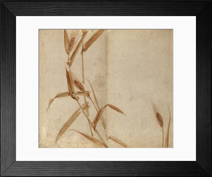 Framed Print : Rye (Secale species): plant stems with seedheads, c19th century. Creator: Unknown Framed Print : Rye (Secale species): plant stems with seedheads, c19th century. Creator: Unknown