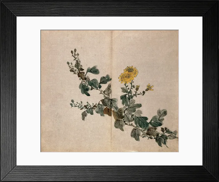 Framed Print : A plant, possibly a chrysanthemum: flowering stem. Creator: Unknown Framed Print : A plant, possibly a chrysanthemum: flowering stem. Creator: Unknown