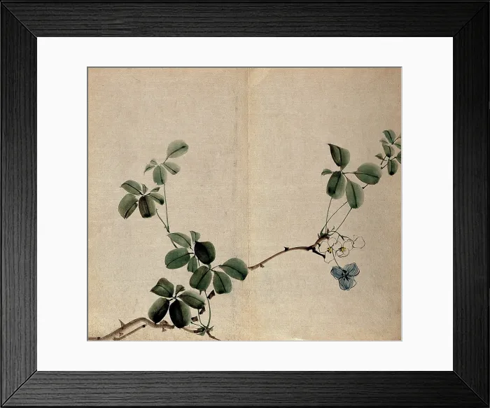 Framed Print : A flowering shrub: woody stem with white flowers. Creator: Unknown