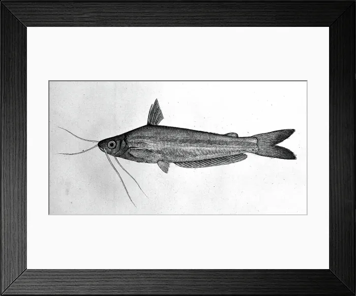 Framed Print : Fish, 1777-1783. Creator: Bhawani Das Framed Print : Fish, 1777-1783. Creator: Bhawani Das