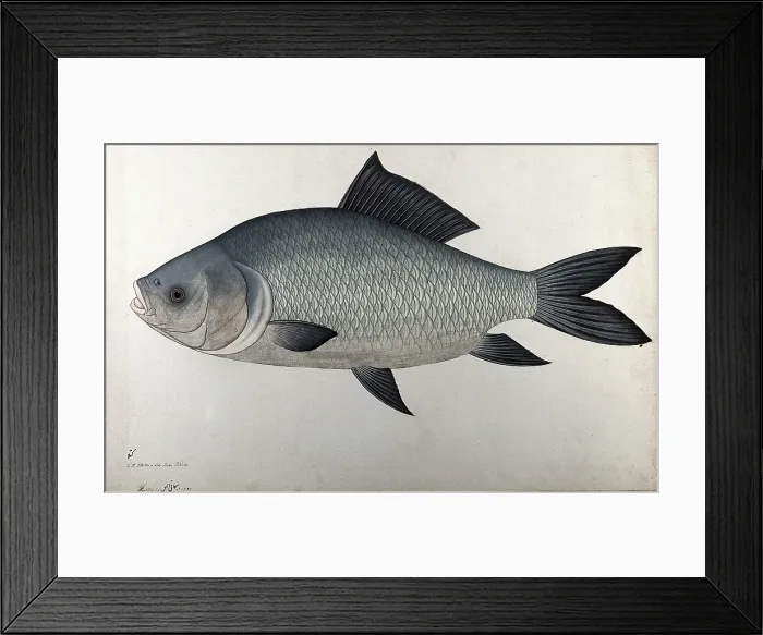 Framed Print : Fish, 1783. Creator: Bhawani Das Framed Print : Fish, 1783. Creator: Bhawani Das