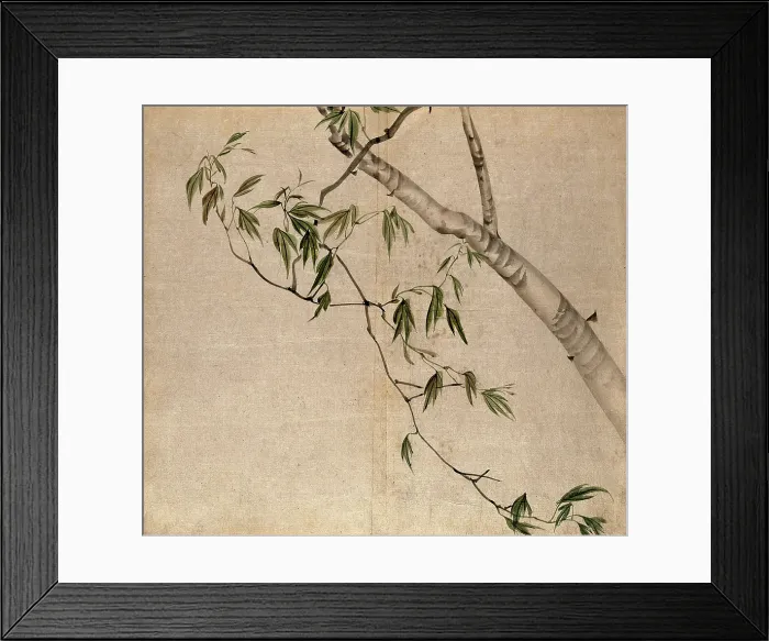 Framed Print : Japanese maple (Acer palmatum): branch with leaves. Creator: Unknown Framed Print : Japanese maple (Acer palmatum): branch with leaves. Creator: Unknown