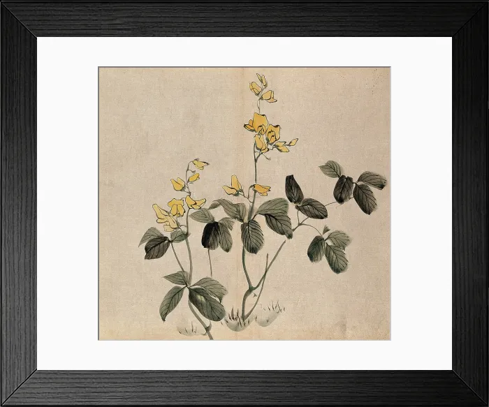 Framed Print : A leguminous plant: two stems with yellow flowers. Creator: Unknown Framed Print : A leguminous plant: two stems with yellow flowers. Creator: Unknown