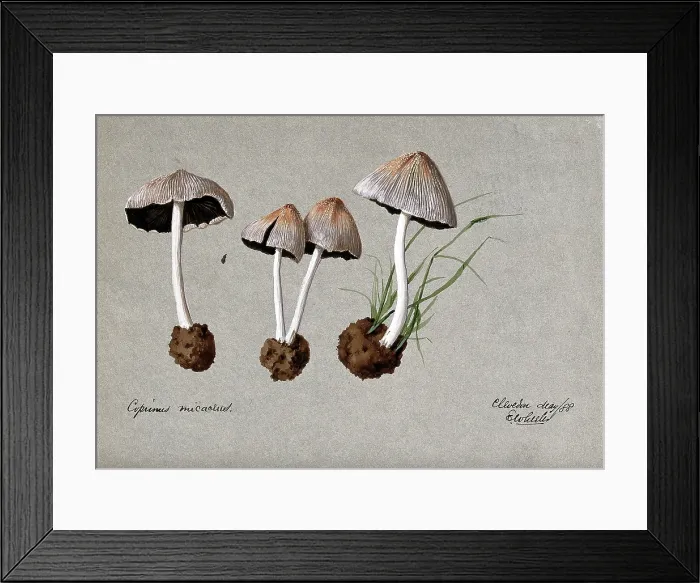 Framed Print : A fungus (Coprinus micaceus): four fruiting bodies, 1888. Creator: Edwin Wheeler Framed Print : A fungus (Coprinus micaceus): four fruiting bodies, 1888. Creator: Edwin Wheeler