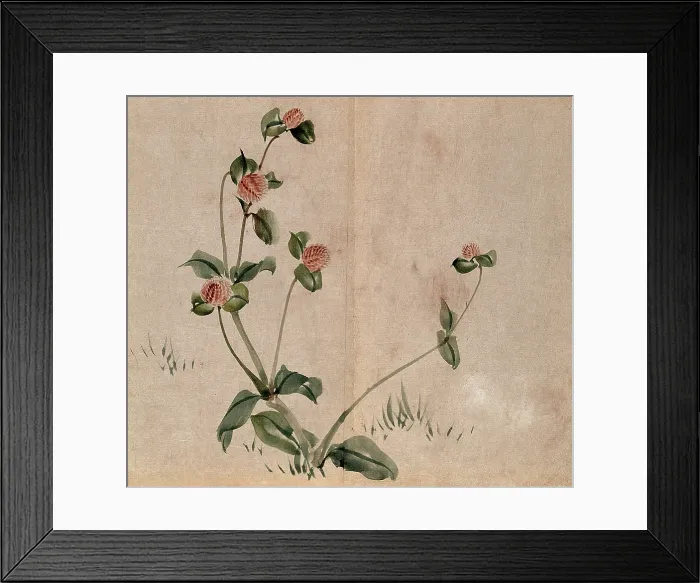 Framed Print : A grassland plant, possibly a clover (Trifolium species): flowering stem. Creator: Unknown Framed Print : A grassland plant, possibly a clover (Trifolium species): flowering stem. Creator: Unknown