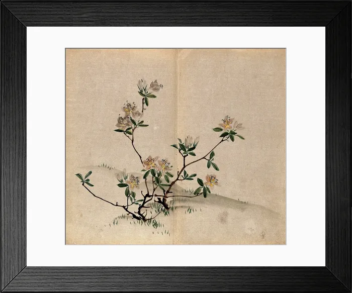 Framed Print : A rhododendron (Rhododendron indicum): small flowering shrub in grassland. Creator: Unknown Framed Print : A rhododendron (Rhododendron indicum): small flowering shrub in grassland. Creator: Unknown