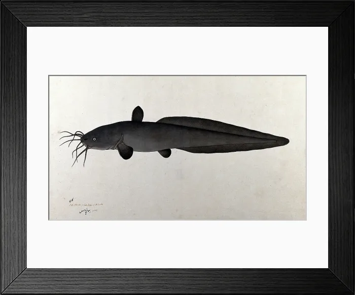 Framed Print : Fish, 1783. Creator: Bhawani Das Framed Print : Fish, 1783. Creator: Bhawani Das