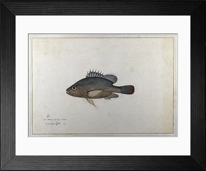 Framed Print : Fish, 1783. Creator: Bhawani Das Framed Print : Fish, 1783. Creator: Bhawani Das