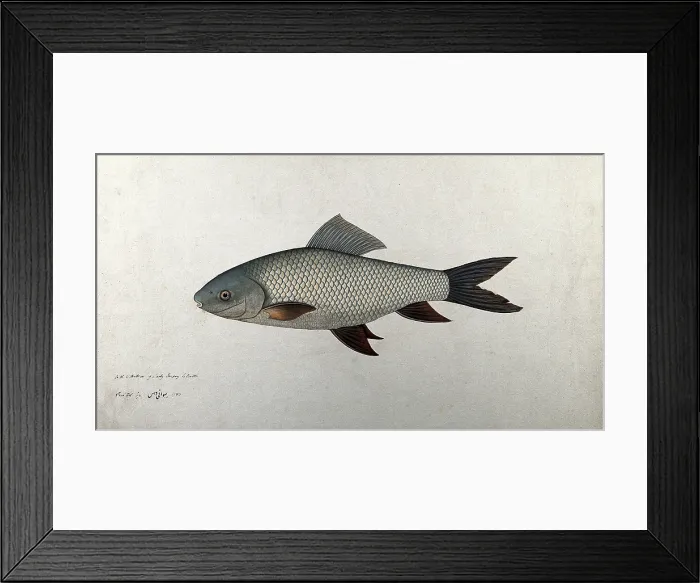 Framed Print : Fish, 1783. Creator: Bhawani Das Framed Print : Fish, 1783. Creator: Bhawani Das