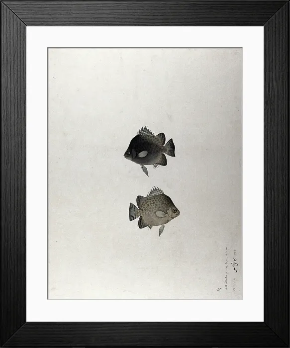 Framed Print : Two fish, 1783. Creator: Bhawani Das Framed Print : Two fish, 1783. Creator: Bhawani Das