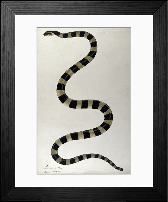 Framed Print : Snake, boldly cross-banded, approx 1782. Creator: Bhawani Das Framed Print : Snake, boldly cross-banded, approx 1782. Creator: Bhawani Das