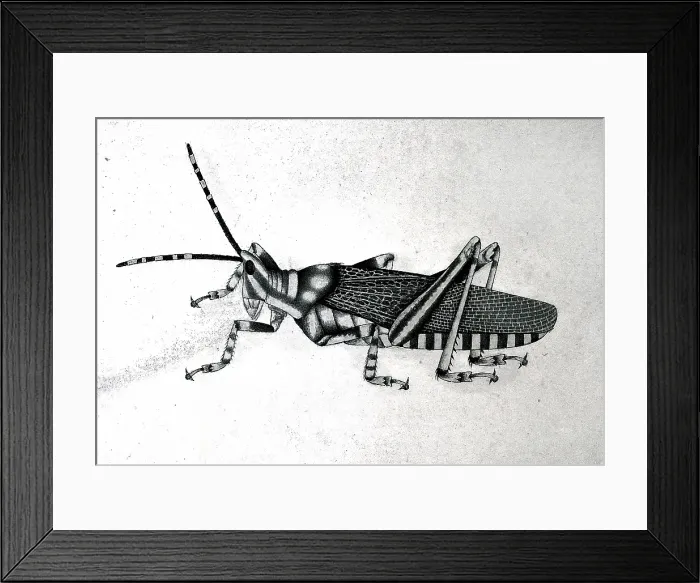 Framed Print : Grasshopper, approx 1782. Creator: Bhawani Das Framed Print : Grasshopper, approx 1782. Creator: Bhawani Das
