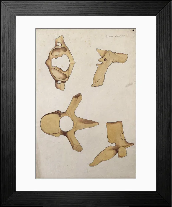 Framed Print : Vertebrae: four figures, 1880. Creator: Jeannette Mongredien Framed Print : Vertebrae: four figures, 1880. Creator: Jeannette Mongredien