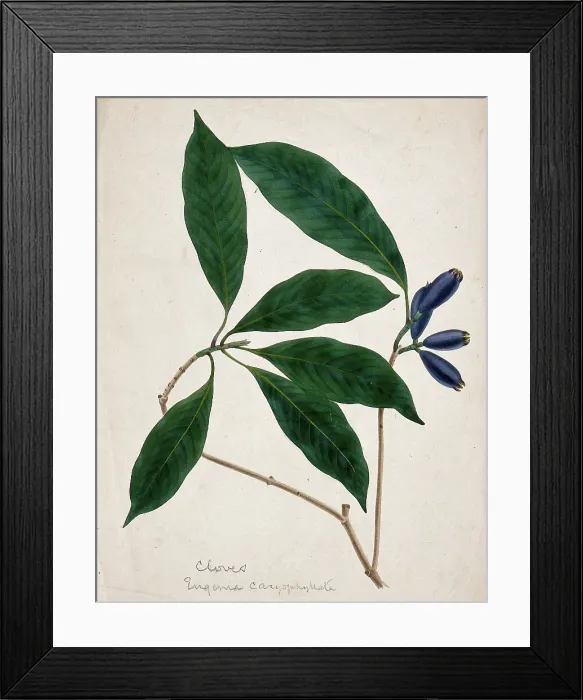 Framed Print : Clove plant (Syzygium aromaticum): stem with flower buds, c1833. Creator: Unknown Framed Print : Clove plant (Syzygium aromaticum): stem with flower buds, c1833. Creator: Unknown