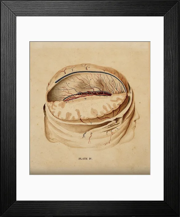 Framed Print : Brain: dissection showing a section of the right hemisphere, 1820-1827. Creator: William Home Lizars Framed Print : Brain: dissection showing a section of the right hemisphere, 1820-1827. Creator: William Home Lizars