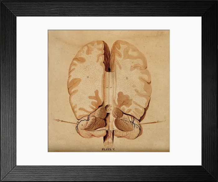 Framed Print : Brain: horizontal section, 1820-1827. Creator: William Home Lizars Framed Print : Brain: horizontal section, 1820-1827. Creator: William Home Lizars