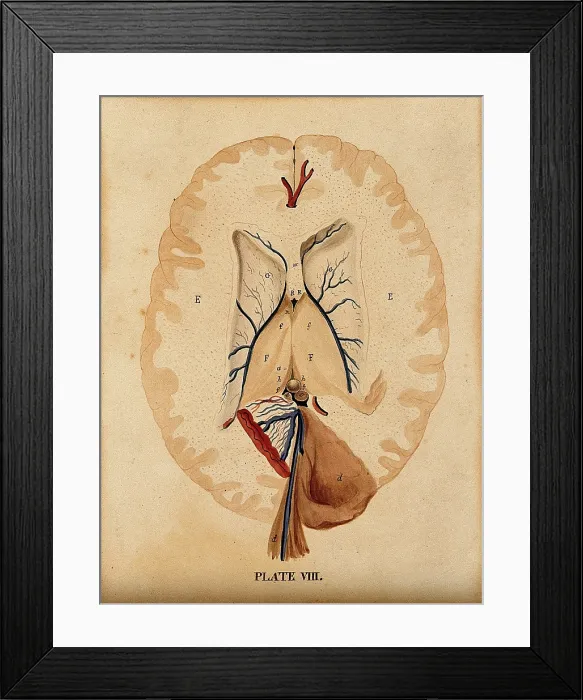 Framed Print : Brain: seven figures illustrating various portions, including cross-section of... 1820-1827. Creator: William Home Lizars Framed Print : Brain: seven figures illustrating various portions, including cross-section of... 1820-1827. Creator: William Home Lizars