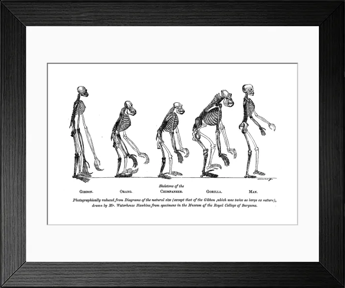 Framed Print : Skeletons of the Gibbon, Orang, Chimpanzee, Gorilla, Man, 1863. Creator: Unknown