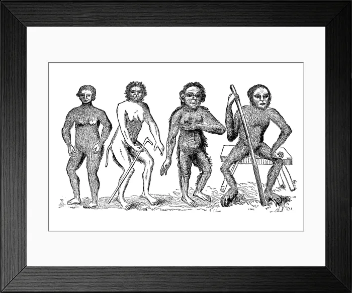 Framed Print : The Anthropomorpha of Linnaeus, c1760, (1863). Creator: Unknown Framed Print : The Anthropomorpha of Linnaeus, c1760, (1863). Creator: Unknown