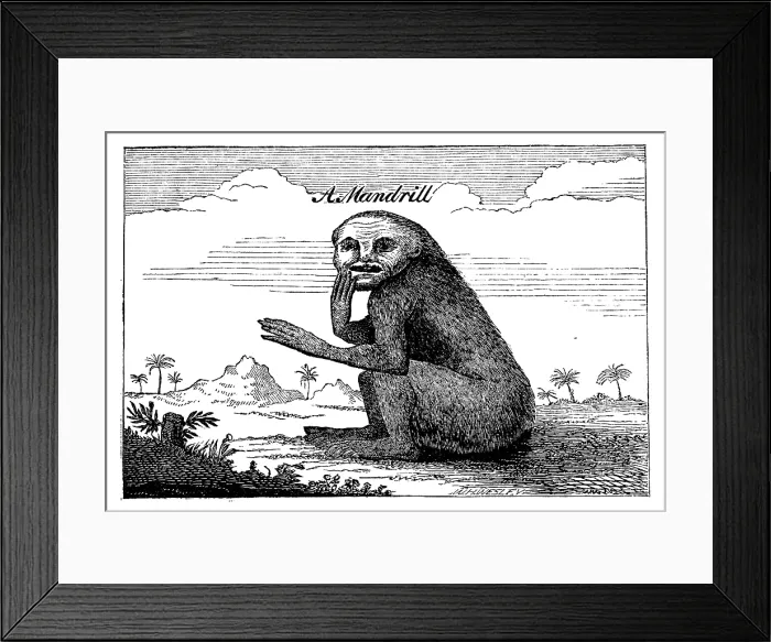 Framed Print : A Mandrill, 1744, (1863). Creator: Unknown Framed Print : A Mandrill, 1744, (1863). Creator: Unknown