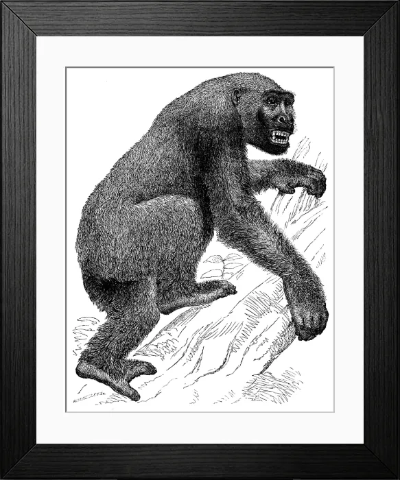 Framed Print : The Gorilla, 19th century? Creator: Unknown Framed Print : The Gorilla, 19th century? Creator: Unknown