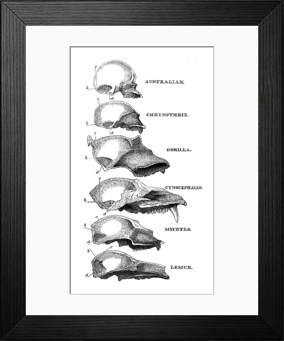 Framed Print : Australian, Chrysothrix, Gorilla, Cynocephalus, Mycetes, Lemur, 1863. Creator: Unknown Framed Print : Australian, Chrysothrix, Gorilla, Cynocephalus, Mycetes, Lemur, 1863. Creator: Unknown