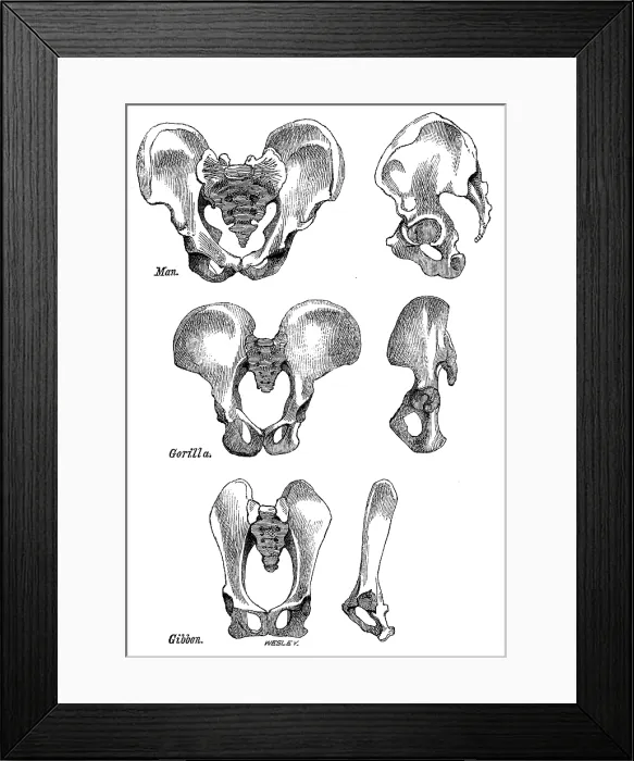 Framed Print : Front and side views of the bony pelvis of Man, Gorilla and Gibbon, 1863. Creator: WH Wesley Framed Print : Front and side views of the bony pelvis of Man, Gorilla and Gibbon, 1863. Creator: WH Wesley