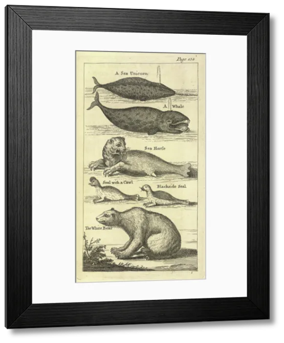 Framed Print : Several creatures, 1748. Creator: Unknown Framed Print : Several creatures, 1748. Creator: Unknown