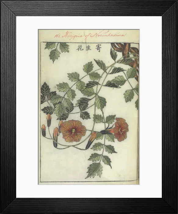 Framed Print : Trumpet flower, 1750-1765. Creator: Shimada Mitsufusa Framed Print : Trumpet flower, 1750-1765. Creator: Shimada Mitsufusa
