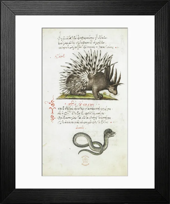 Framed Print : Pen and ink drawings of a porcupine and a snake, with colour wash, 1550s-1600. Creator: Daughter of Angelo Vergetio Framed Print : Pen and ink drawings of a porcupine and a snake, with colour wash, 1550s-1600. Creator: Daughter of Angelo Vergetio