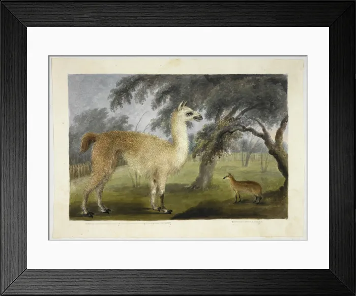 Framed Print : A llama and its young in a park, presumably Barrackpore, 1818-1820. Creator: Sita Ram Framed Print : A llama and its young in a park, presumably Barrackpore, 1818-1820. Creator: Sita Ram