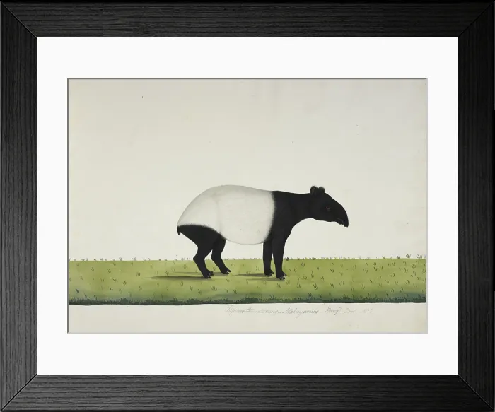 Framed Print : The tapir sent from Bengkulu to Calcutta in 1816, 1818-20. Creator: Anon Framed Print : The tapir sent from Bengkulu to Calcutta in 1816, 1818-20. Creator: Anon