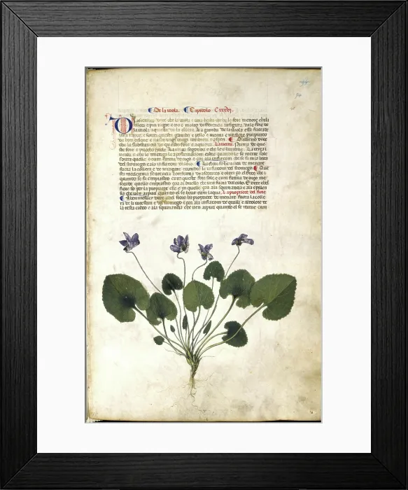 Framed Print : Violet plant, c1400. Creator: Unknown Framed Print : Violet plant, c1400. Creator: Unknown