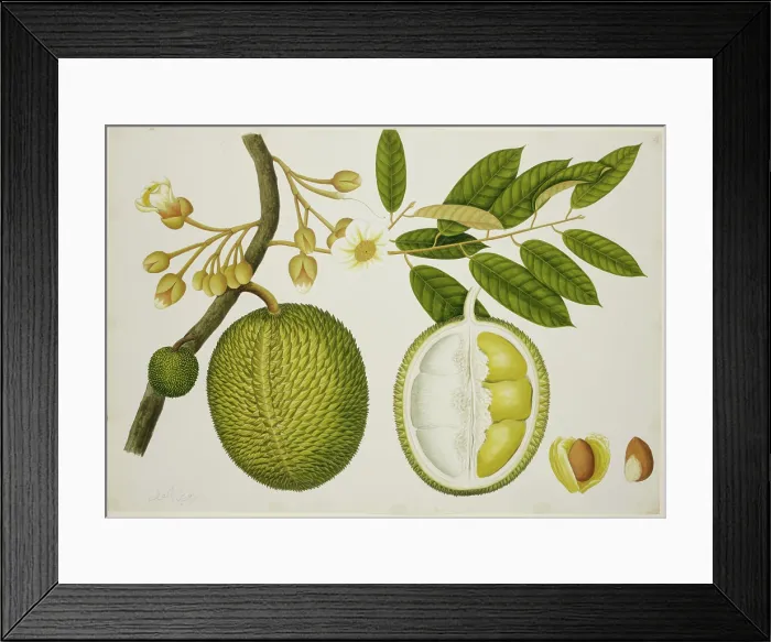 Framed Print : Durio Zibethinus (Bombacaceae), c1824. Creator: Unknown Framed Print : Durio Zibethinus (Bombacaceae), c1824. Creator: Unknown