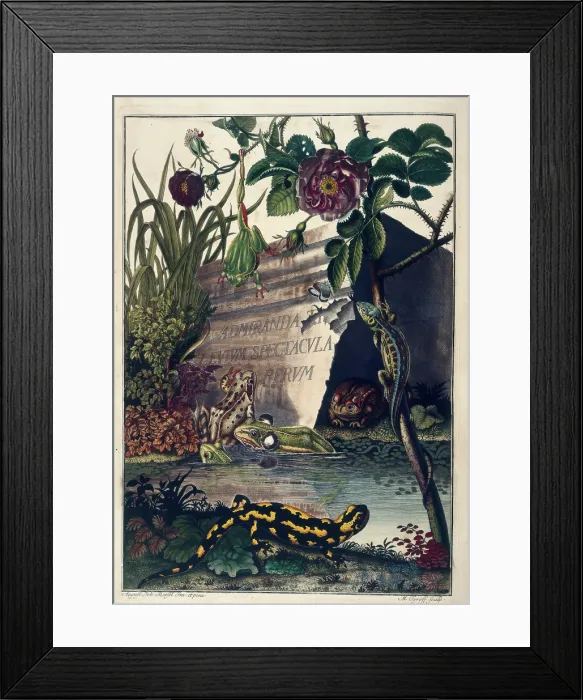 Framed Print : Pond Life, 1758. Creator: August Johann Rosel Von Rosenhof Framed Print : Pond Life, 1758. Creator: August Johann Rosel Von Rosenhof