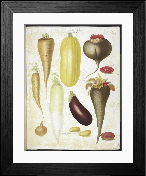 Framed Print : A selection of vegetables, including aubergine, onion, carrot, and potato, 1850. Creators: Elisa Champin, Mlle Coutance Framed Print : A selection of vegetables, including aubergine, onion, carrot, and potato, 1850. Creators: Elisa Champin, Mlle Coutance
