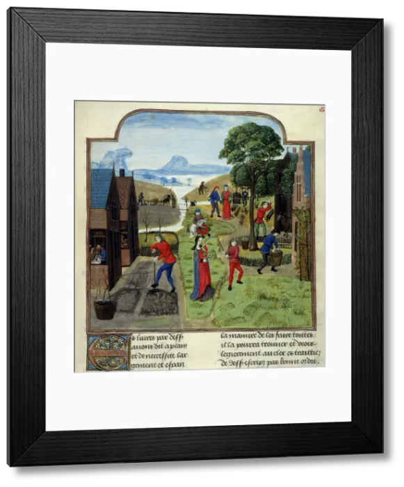 Framed Print : Agricultural labours, late 15th century. Creator: Unknown Framed Print : Agricultural labours, late 15th century. Creator: Unknown