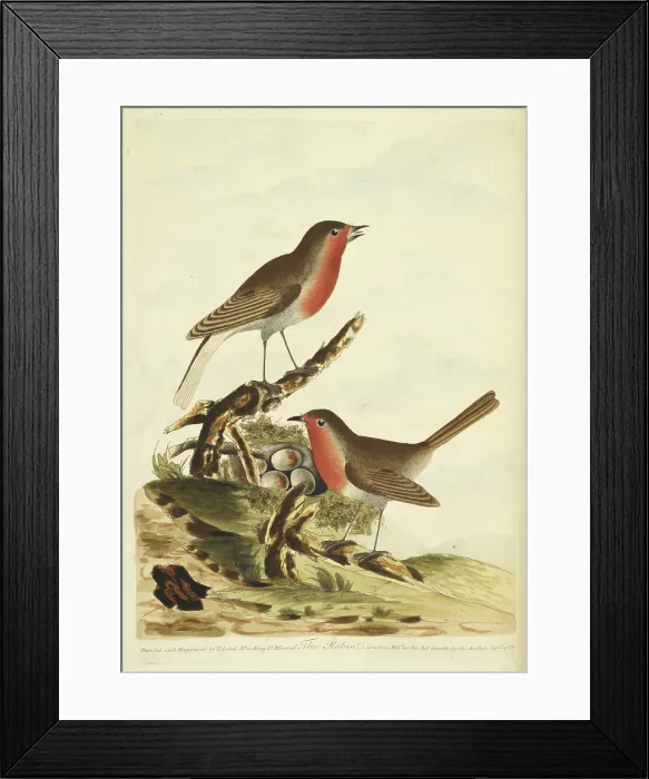 Framed Print : Two Robins with their nest, full of eggs, 1791. Creator: Unknown Framed Print : Two Robins with their nest, full of eggs, 1791. Creator: Unknown