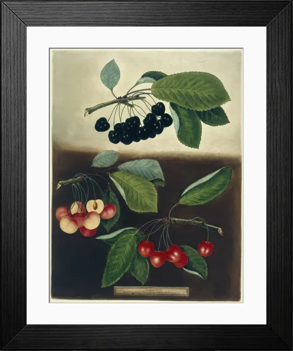 Framed Print : Cherries, 1812. Creator: George Brookshaw