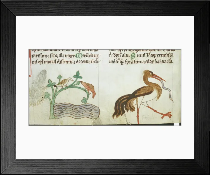 Framed Print : Birds found in Ireland, c1220. Creator: Unknown