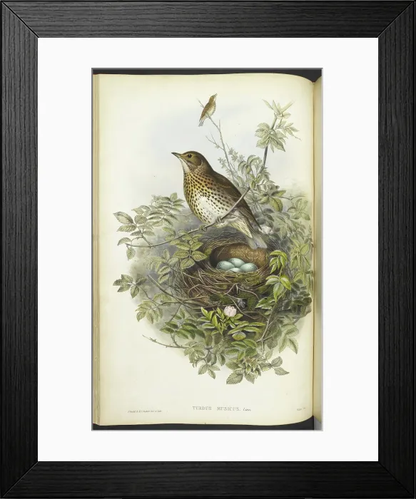 Framed Print : A thrush, sitting above its nest, containing eggs, 1873. Creator: Henry Constantine Richter Framed Print : A thrush, sitting above its nest, containing eggs, 1873. Creator: Henry Constantine Richter