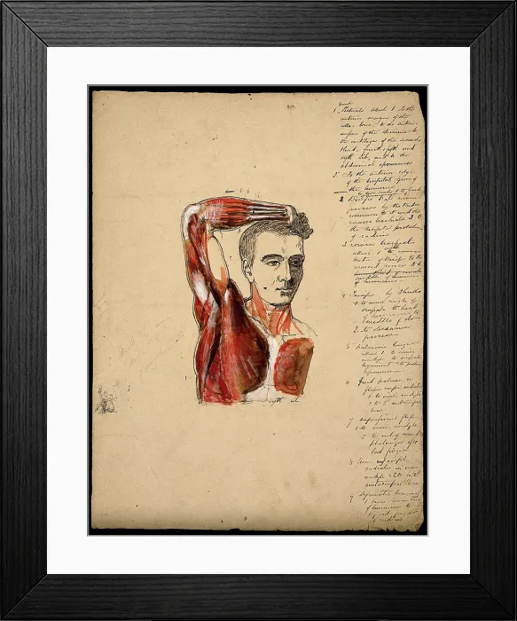 Framed Print : Muscles of the arm, shoulder and chest, front view: male ecorche figure holding right... 1800-1899. Creator: Unknown Framed Print : Muscles of the arm, shoulder and chest, front view: male ecorche figure holding right... 1800-1899. Creator: Unknown