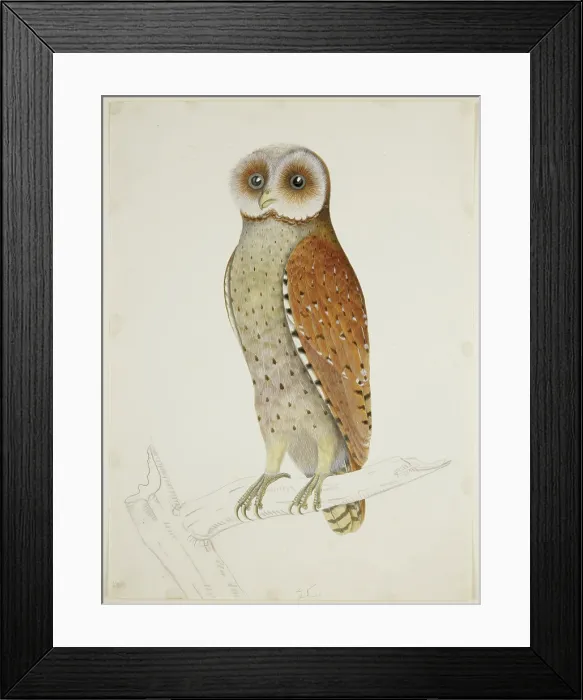 Framed Print : Bay Owl, c1824. Creator: J Briois Framed Print : Bay Owl, c1824. Creator: J Briois